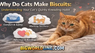 Why Do Cats Make Biscuits: Understanding Your Cat’s Quirky Kneading Habit 7 Why Do Cats Make Biscuits